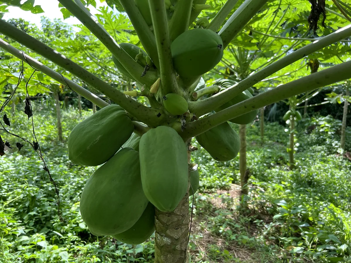 Papayes vertes sur l'arbre, avant maturité.