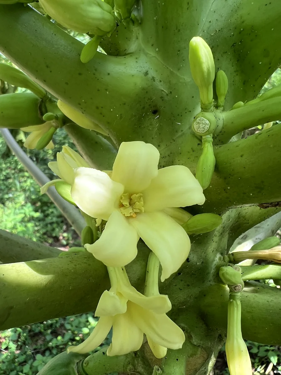 Gros plan de fleurs de papayer crème.