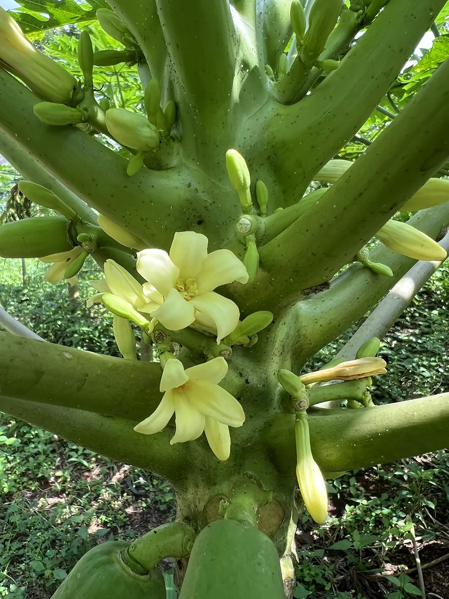 Fleurs de papayer épanouies le long du tronc.