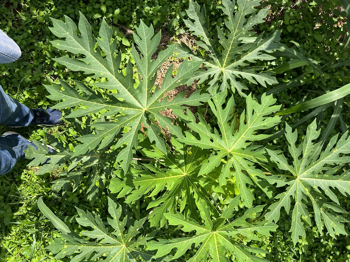 Couvert de feuilles de papayer vu d'en dessous.