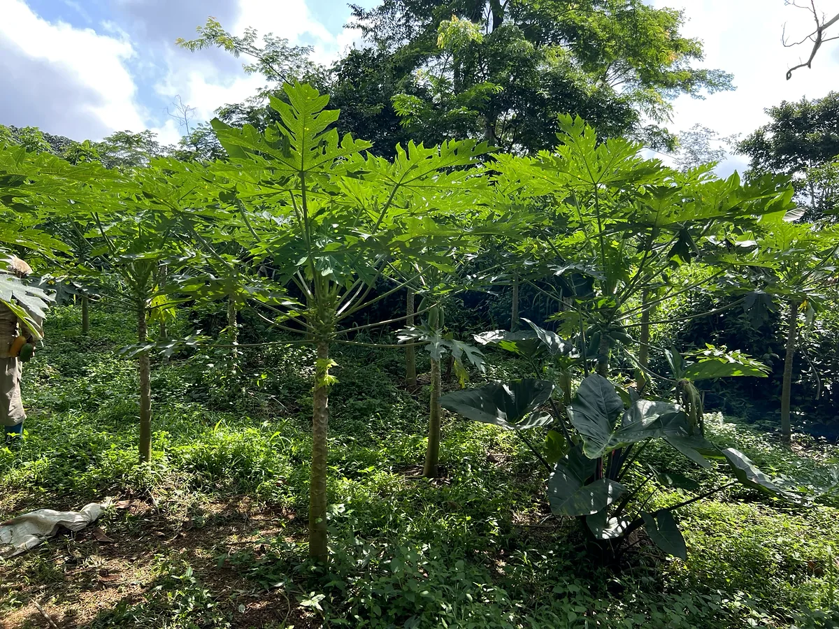 Vue large de papayers adultes dans un verger tropical.