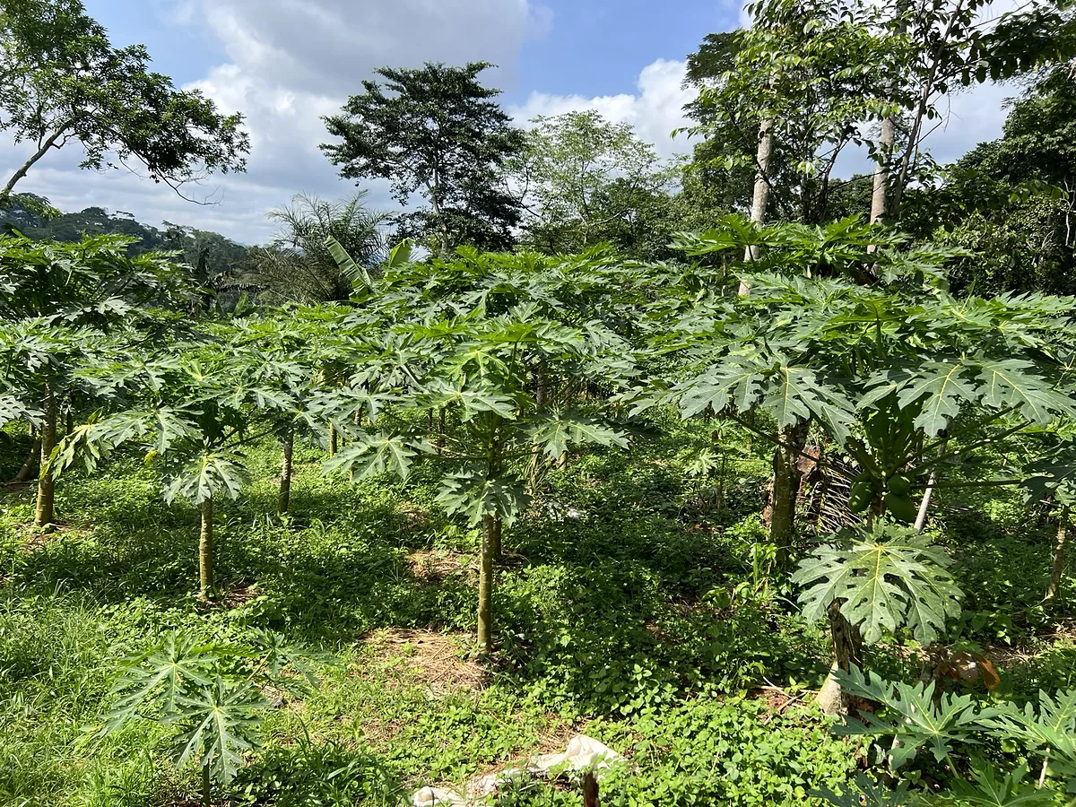 Paysage de la plantation, rangées de papayers à perte de vue.