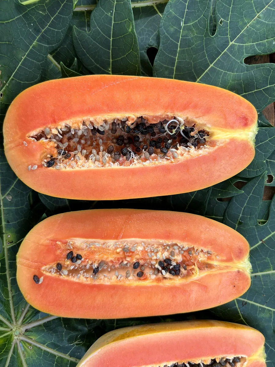 Papayes mûres coupées en deux, chair orange et pépins.