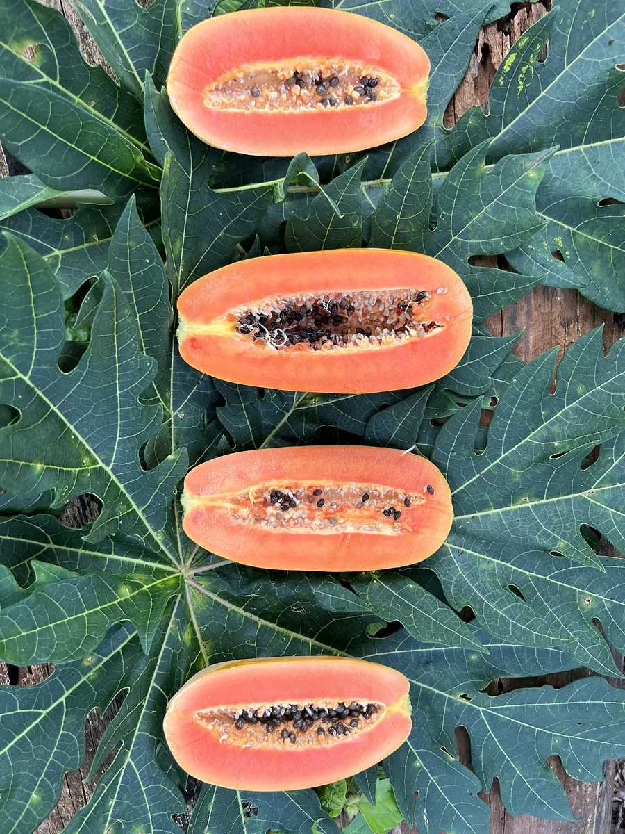 Plusieurs variétés de papayes mûres côte à côte.