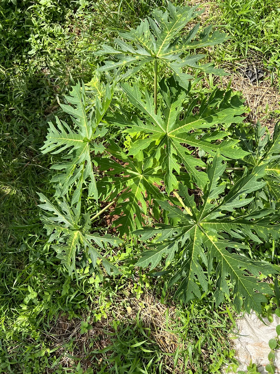 Jeune plant de papayer vu du dessus.