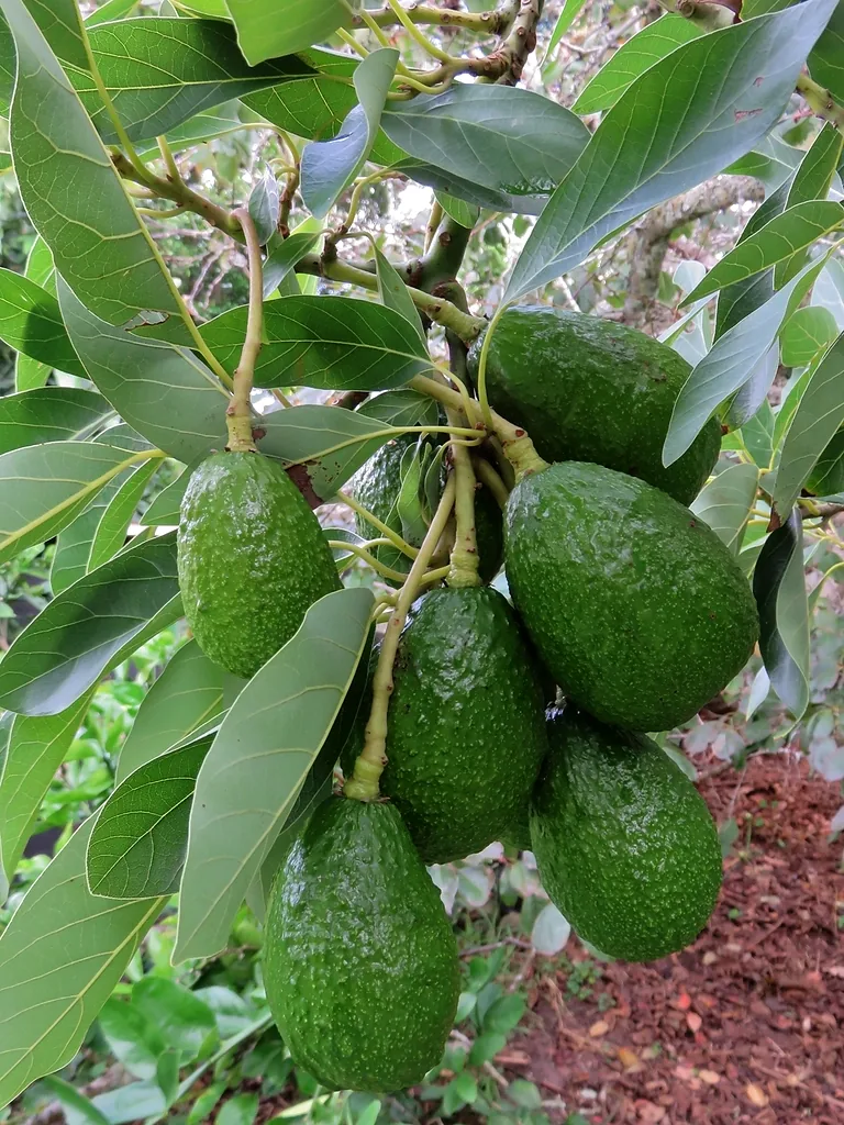 Avocats groupés sur la branche d’un avocatier.