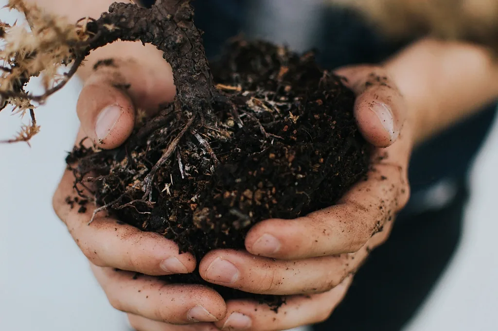 Compost sombre et riche, prêt à être épandu.