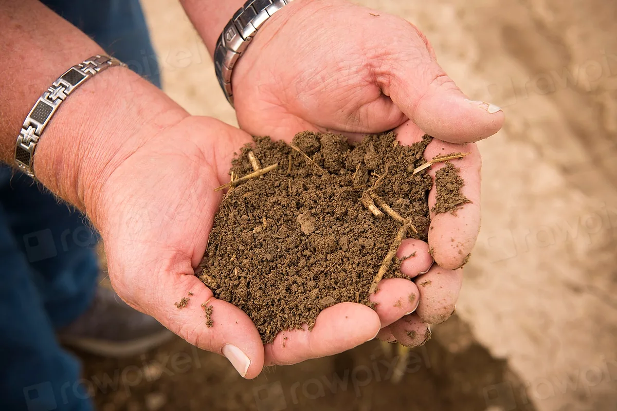Compost mûr tenu à pleines mains.