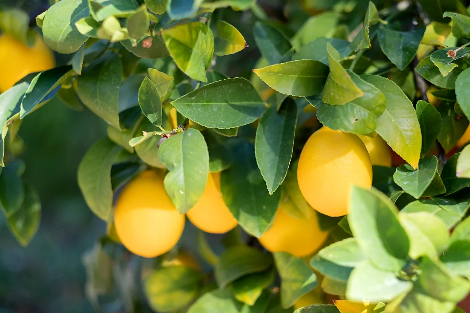 Citrons mûrs sur le citronnier.