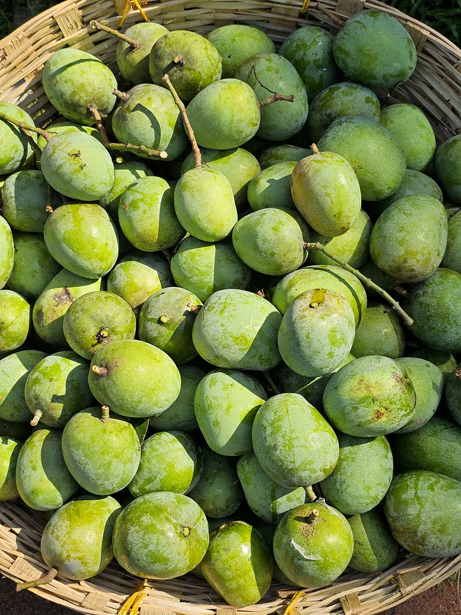 Mangues vertes récoltées dans un panier.