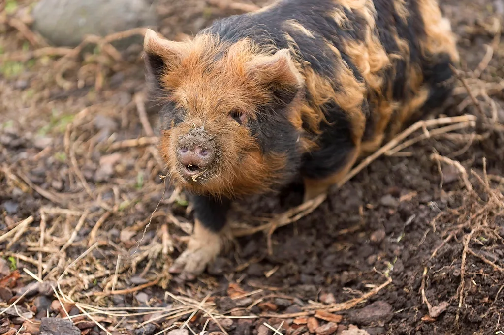 Porc élevé en plein air sur sol meuble.