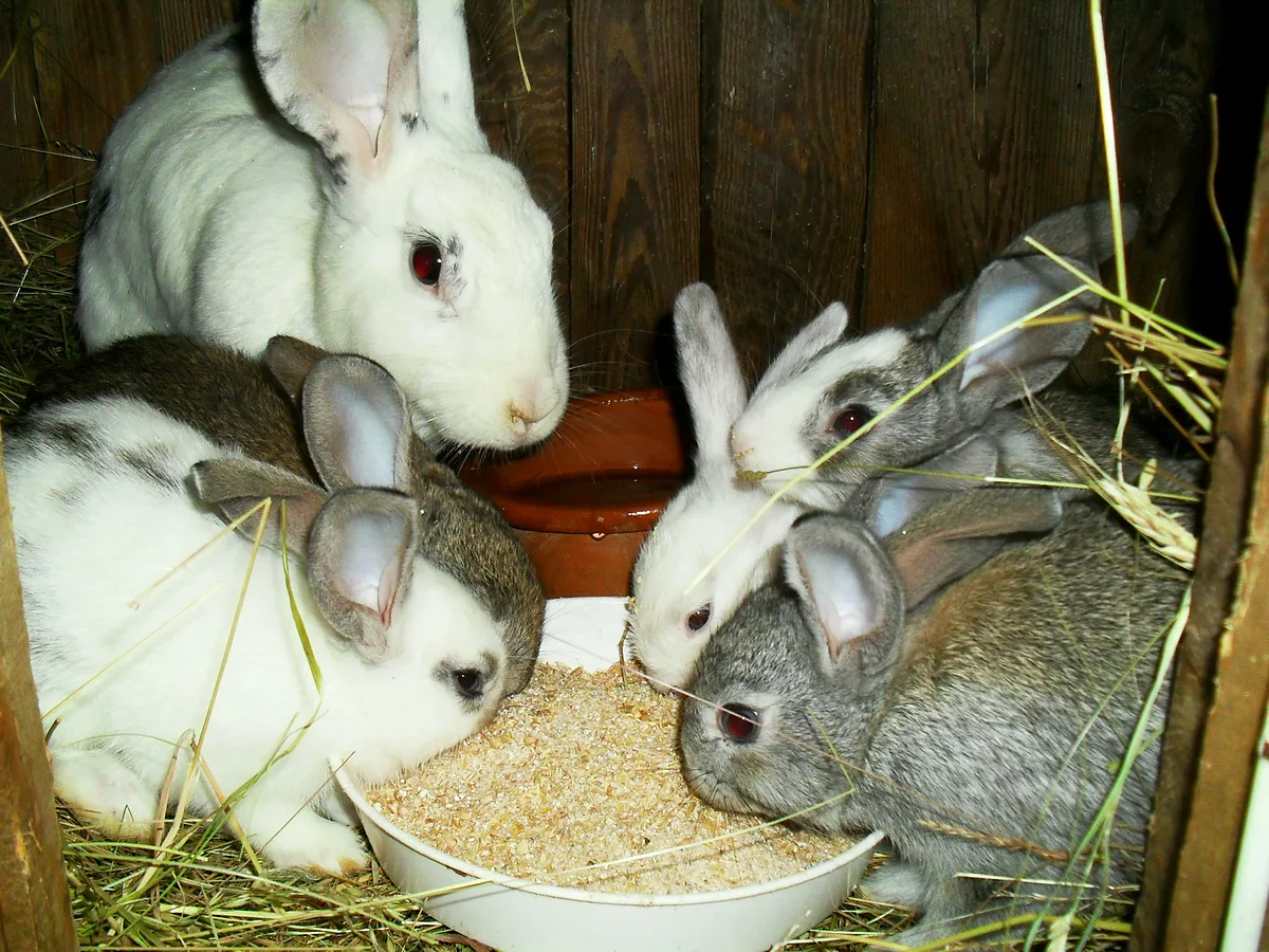 Lapins au clapier, autour de la mangeoire.