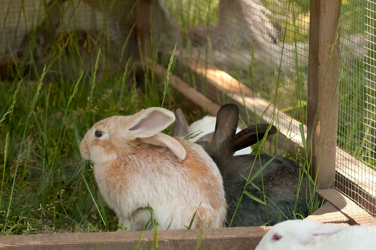 Lapins dans un enclos extérieur en plein air.