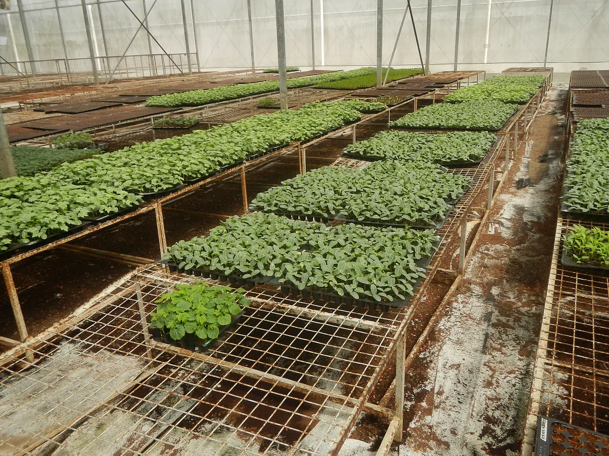 Plateaux de jeunes plants en pépinière.